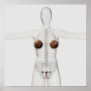 Search for internal organs posters Healthcare
