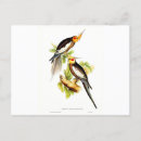 Search for parakeets postcards Birds