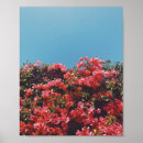 Search for pink bougainvillea flowers posters Floral