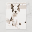 Search for terrier puppy postcards Animal