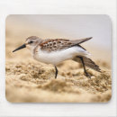 Search for piper electronics Sand