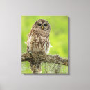 Search for on a limb canvas prints Jaynes gallery