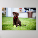 Search for labrador posters Pet