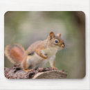 Search for red squirrel mouse mats Animal