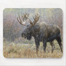 Search for moose mouse mats Animal