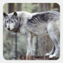Search for wolf photo stickers Canine