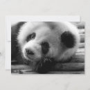 Search for panda thank you cards Animal wildlife