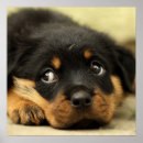 Search for cute rottweiler posters Dog