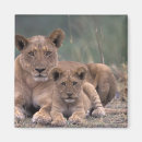 Search for lion portrait magnets Cute