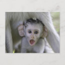 Search for baboon horizontal postcards Outdoors
