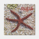Search for starfish magnets Ocean