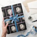 Search for american bulldog Portrait