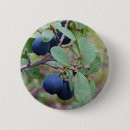 Search for bog Berries