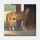 Search for filly magnets Mare