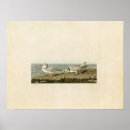 Search for plover posters Lithograph