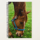 Search for equine image photography Animal