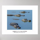 Search for alligators posters Wildlife
