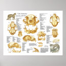 Search for feline anatomy posters Cat