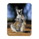 Search for ring tailed magnets Animal