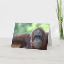 Search for orangutans cards Ape