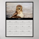 Search for red tail photography Bird of prey