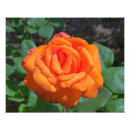 Search for hybrid tea rose posters Flower