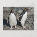 Search for macaroni postcards Penguin