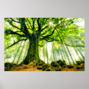 Search for large tree posters Woodland