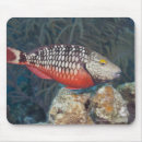 Search for individual mouse mats Outdoors