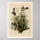 Search for mocking posters Birds