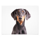Search for doberman painting posters Dog