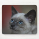Search for siamese electronics Animal