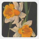 Search for night garden stickers Nature
