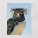 Search for macaroni postcards Bird