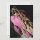 Search for dicentra Pink