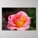 Search for rosa posters Garden