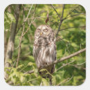 Search for barred owl stickers Raptor