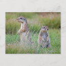 Search for alert postcards Wildlife