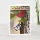 Search for nuthatches cards White breasted nuthatch