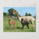 Search for guanaco postcards Alpaca