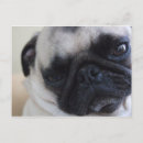 Search for woof postcards Pet