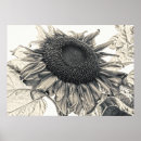 Search for vintage botanical sunflower posters Country