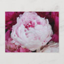 Search for fuschia postcards Floral
