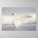 Search for trumpeter swan posters Anatidae