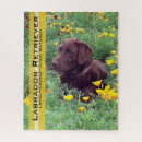 Search for chocolate lab puzzles Dogs