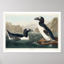 Search for auk art Bird