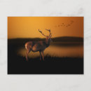 Search for deer postcards Stag
