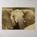 Search for big five posters Elephant