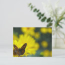 Search for daisys postcards Blooming