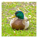 Search for mallard duck painting posters Green